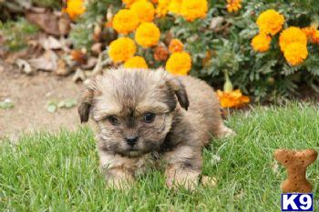 Puppies in PA